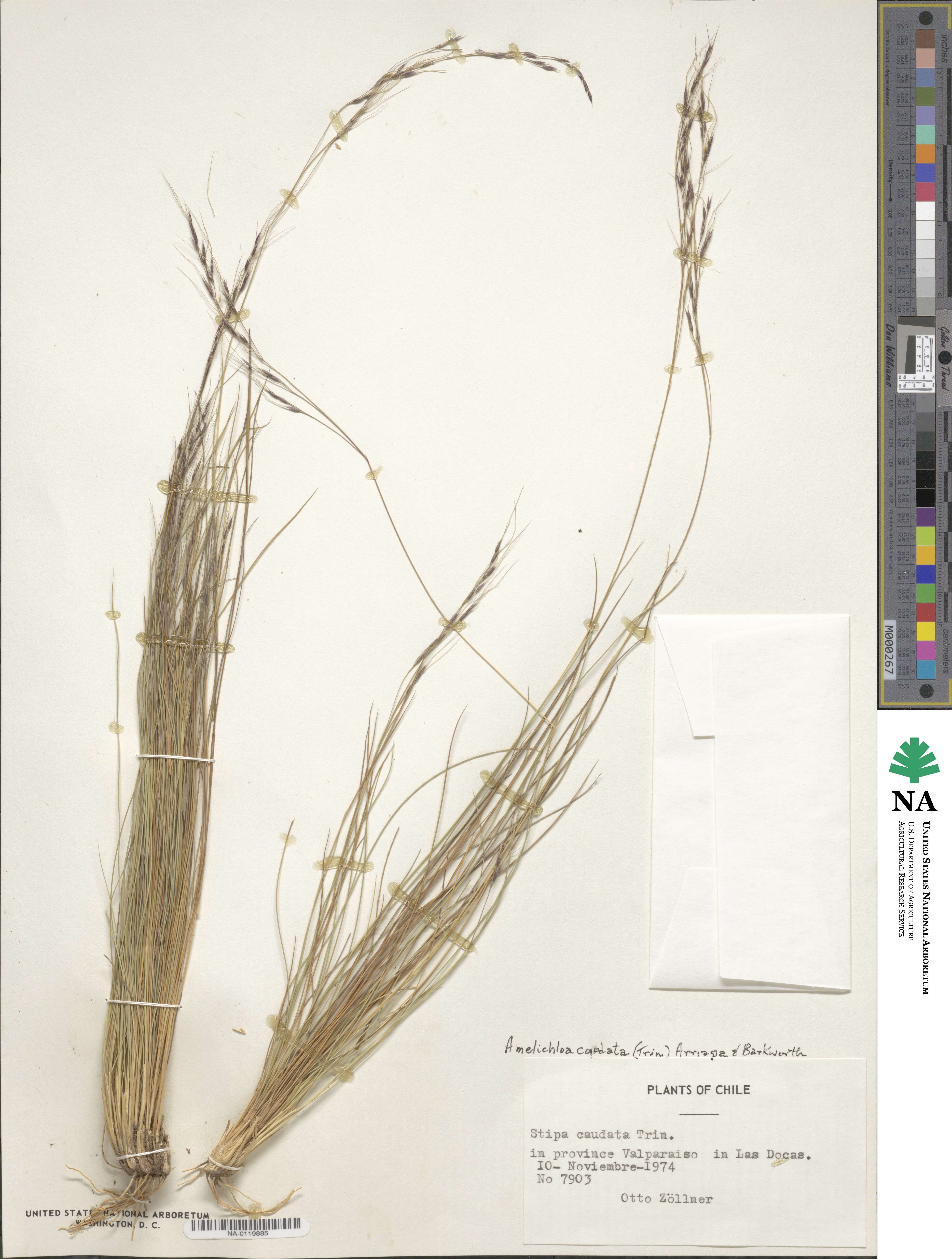 Amelichloa caudata image