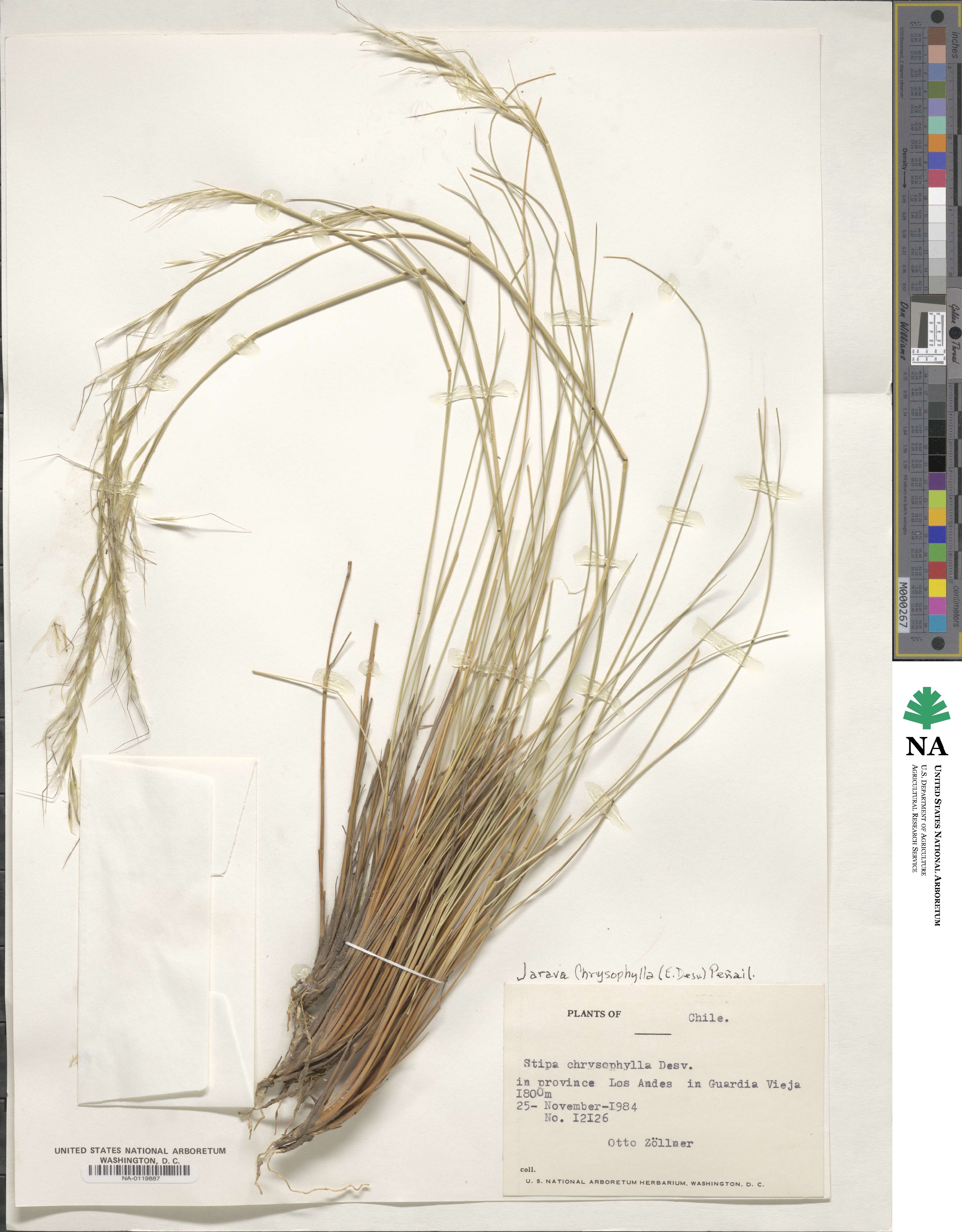 Pappostipa chrysophylla image