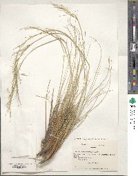 Pappostipa chrysophylla image