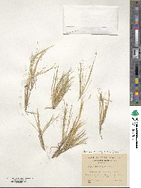 Pappostipa chrysophylla image