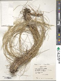 Pappostipa chrysophylla image