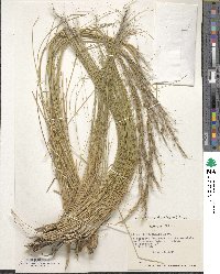 Pappostipa chrysophylla image