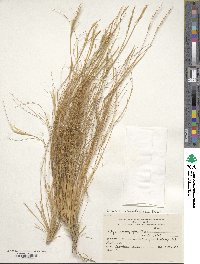 Pappostipa chrysophylla image