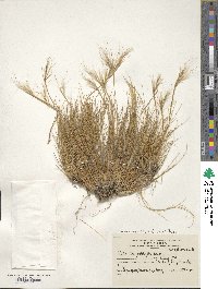 Pappostipa chrysophylla image