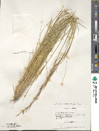 Pappostipa chrysophylla image