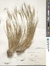 Pappostipa chrysophylla image