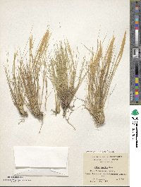 Pappostipa humilis image