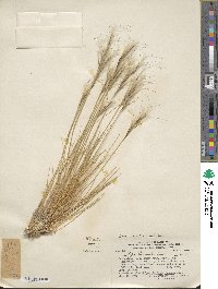 Pappostipa humilis image