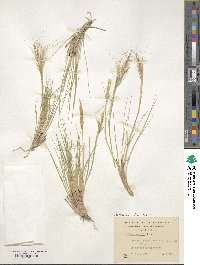 Pappostipa humilis image