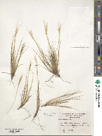 Pappostipa humilis image