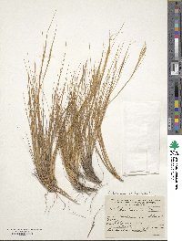 Pappostipa humilis image