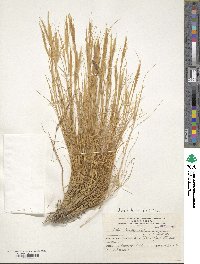 Pappostipa humilis image