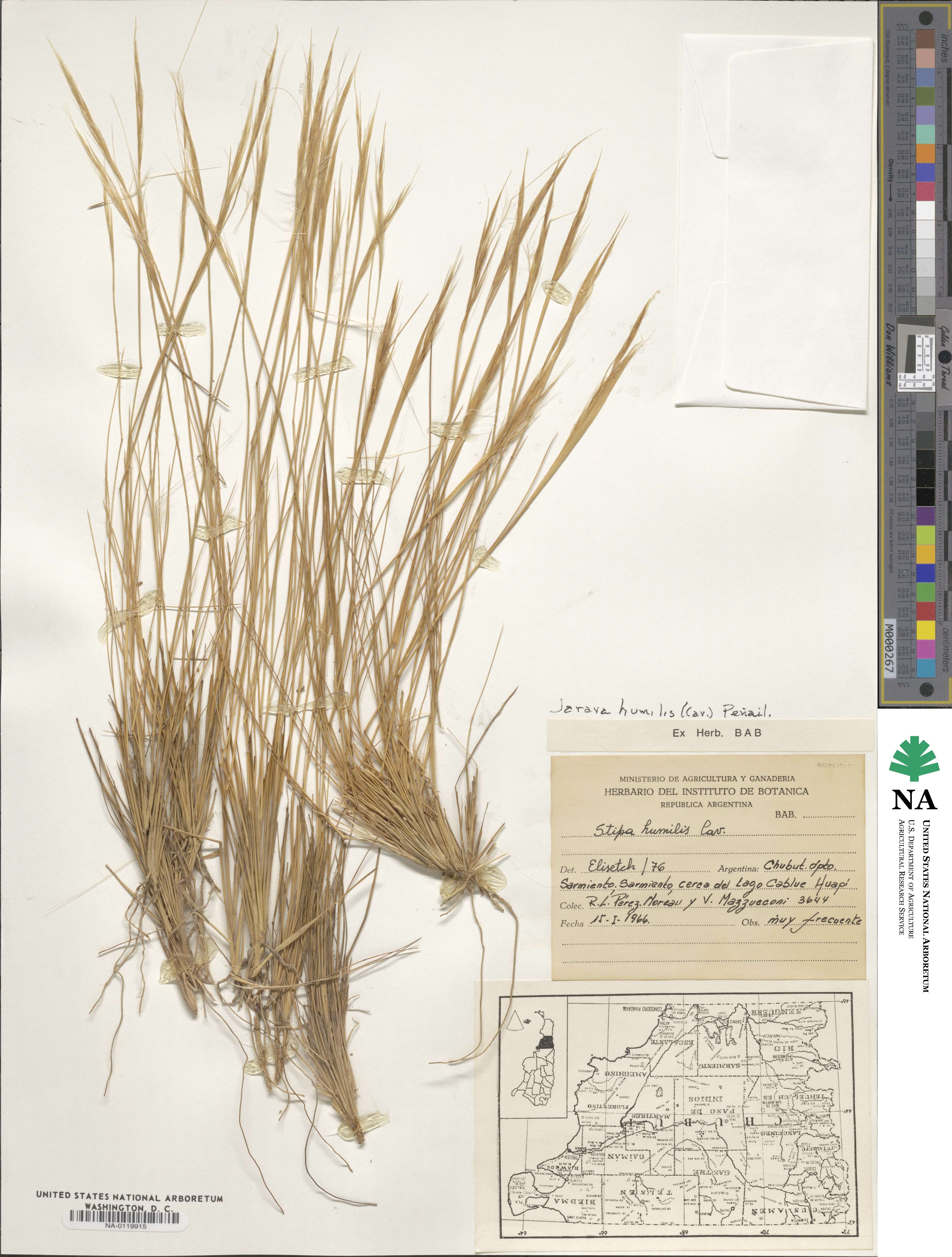 Pappostipa humilis image