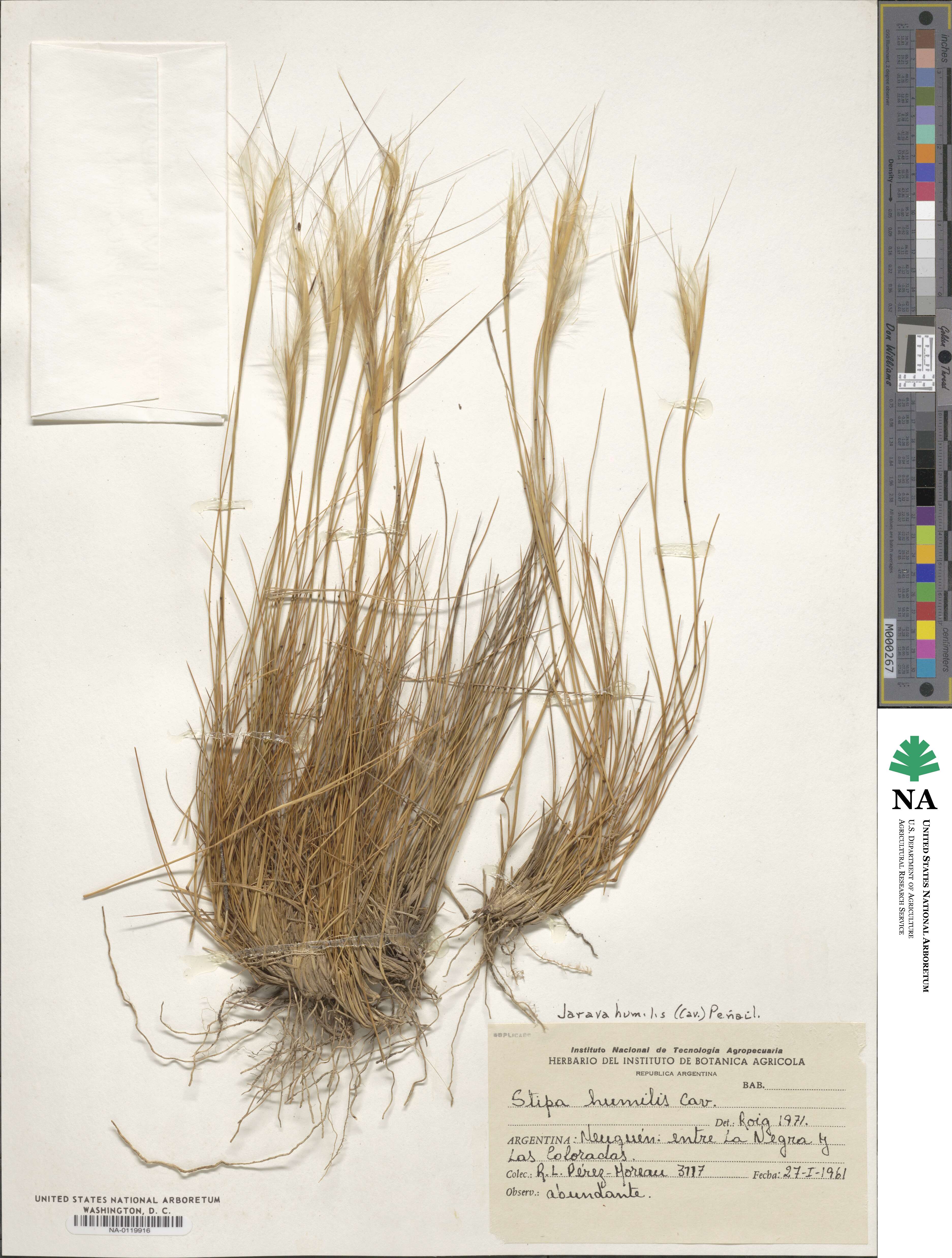 Pappostipa humilis image