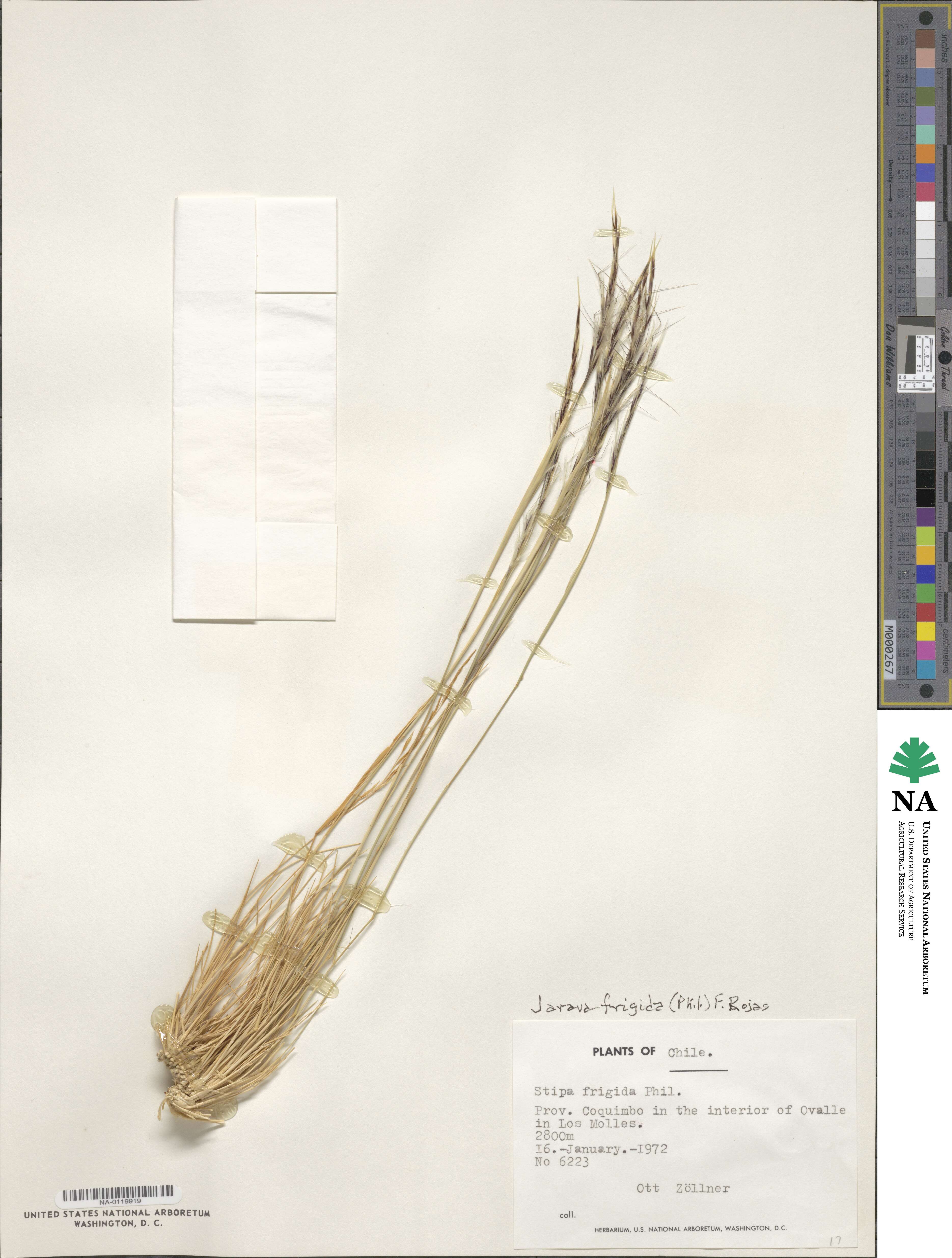 Pappostipa frigida image