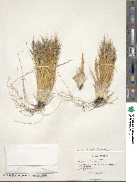 Pappostipa frigida image