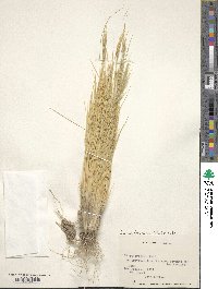 Pappostipa frigida image