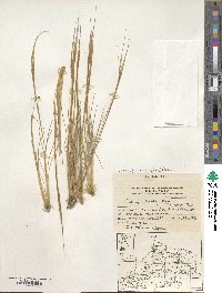 Stipa juncoides image