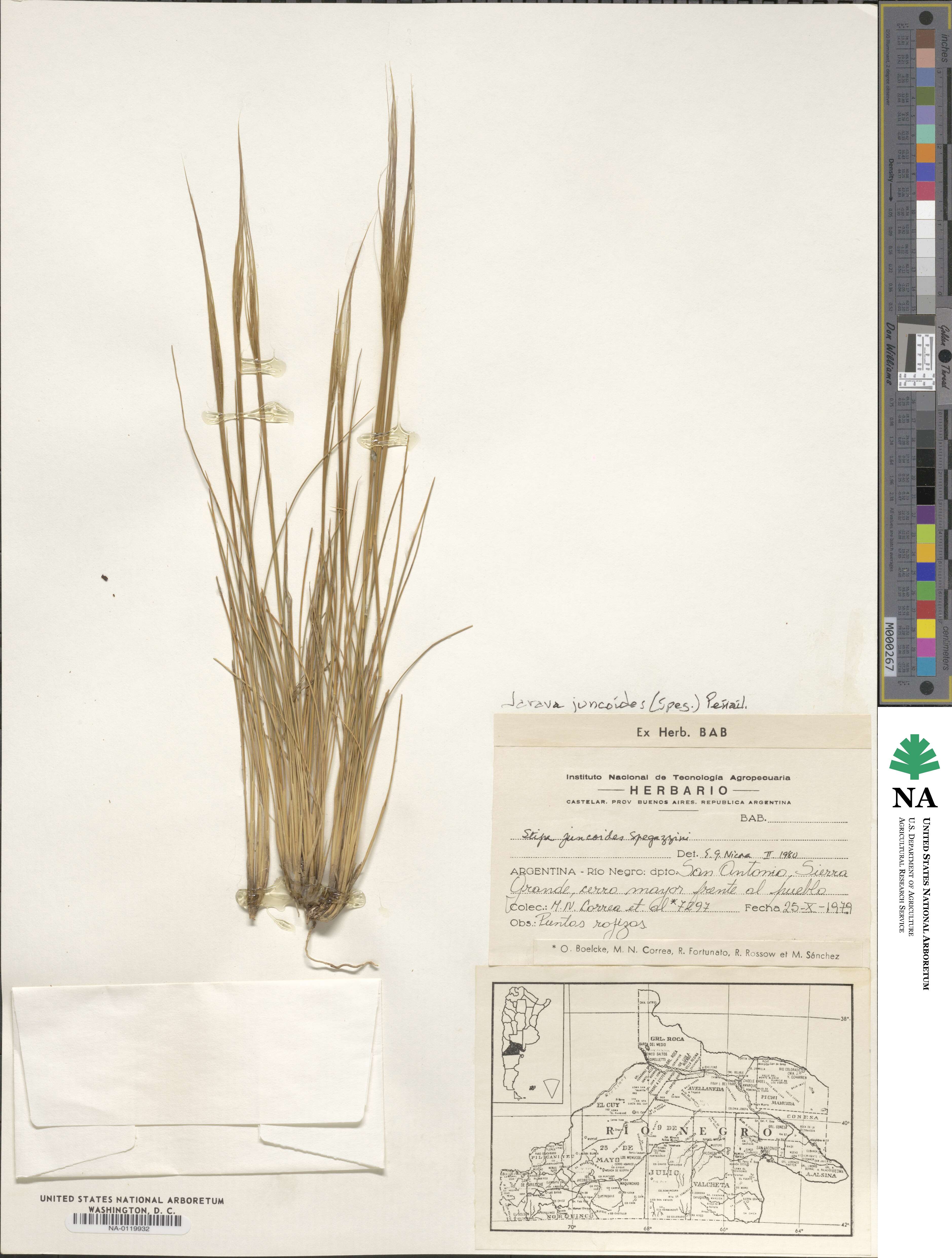 Stipa juncoides image