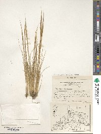 Stipa juncoides image