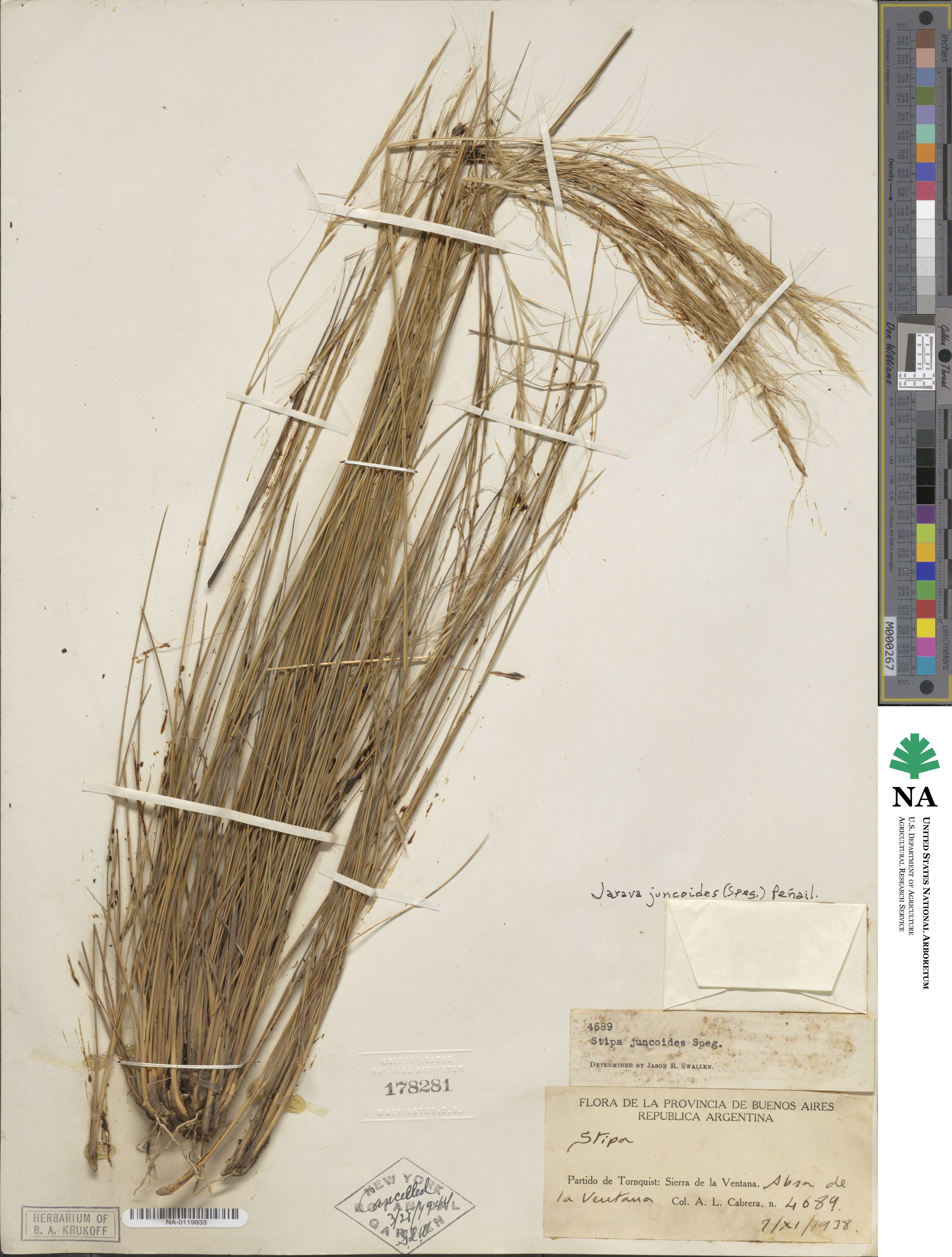 Stipa juncoides image