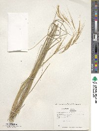 Nassella manicata image