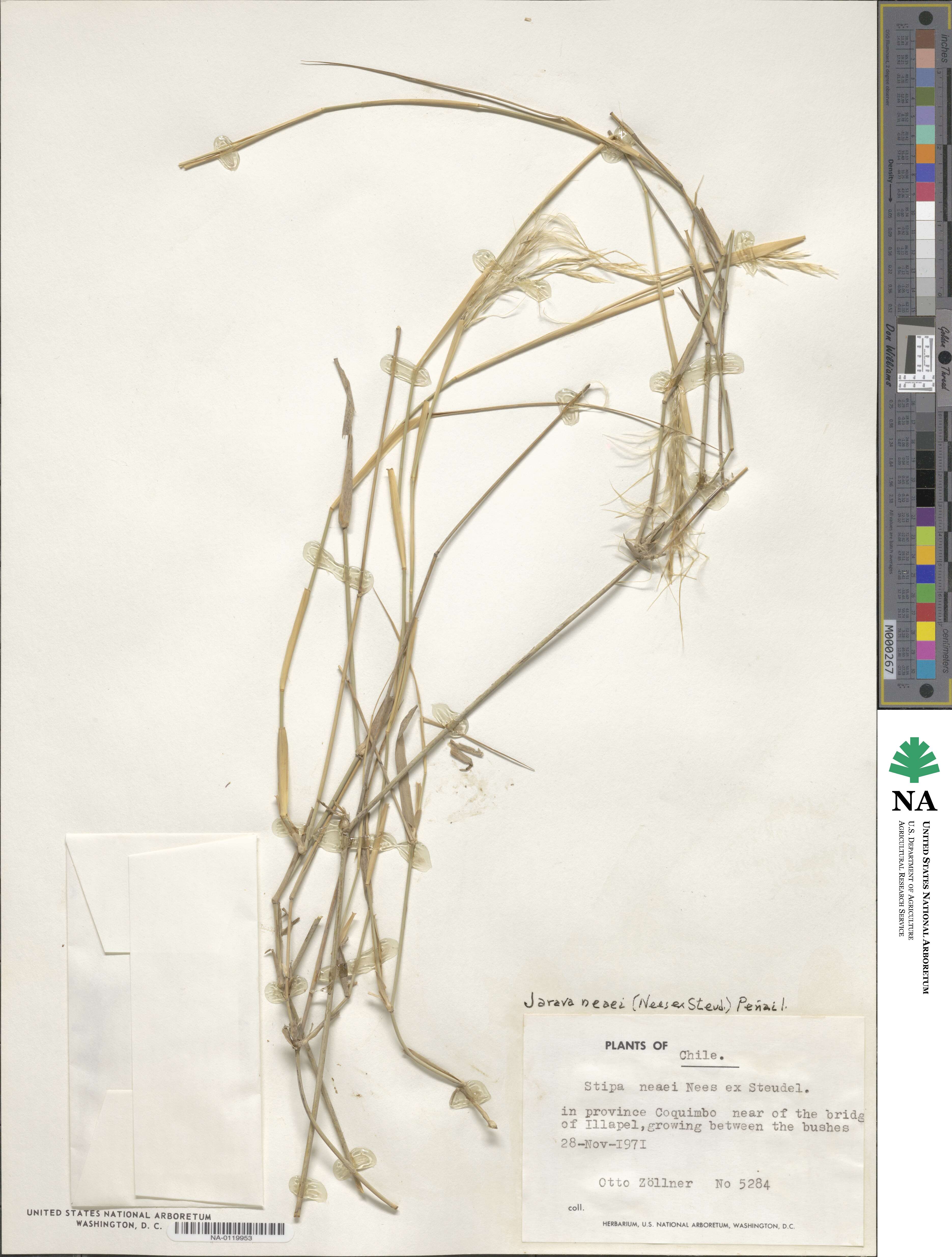 Stipa neaei image