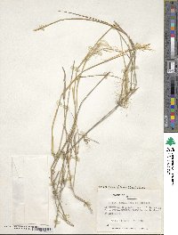 Stipa neaei image