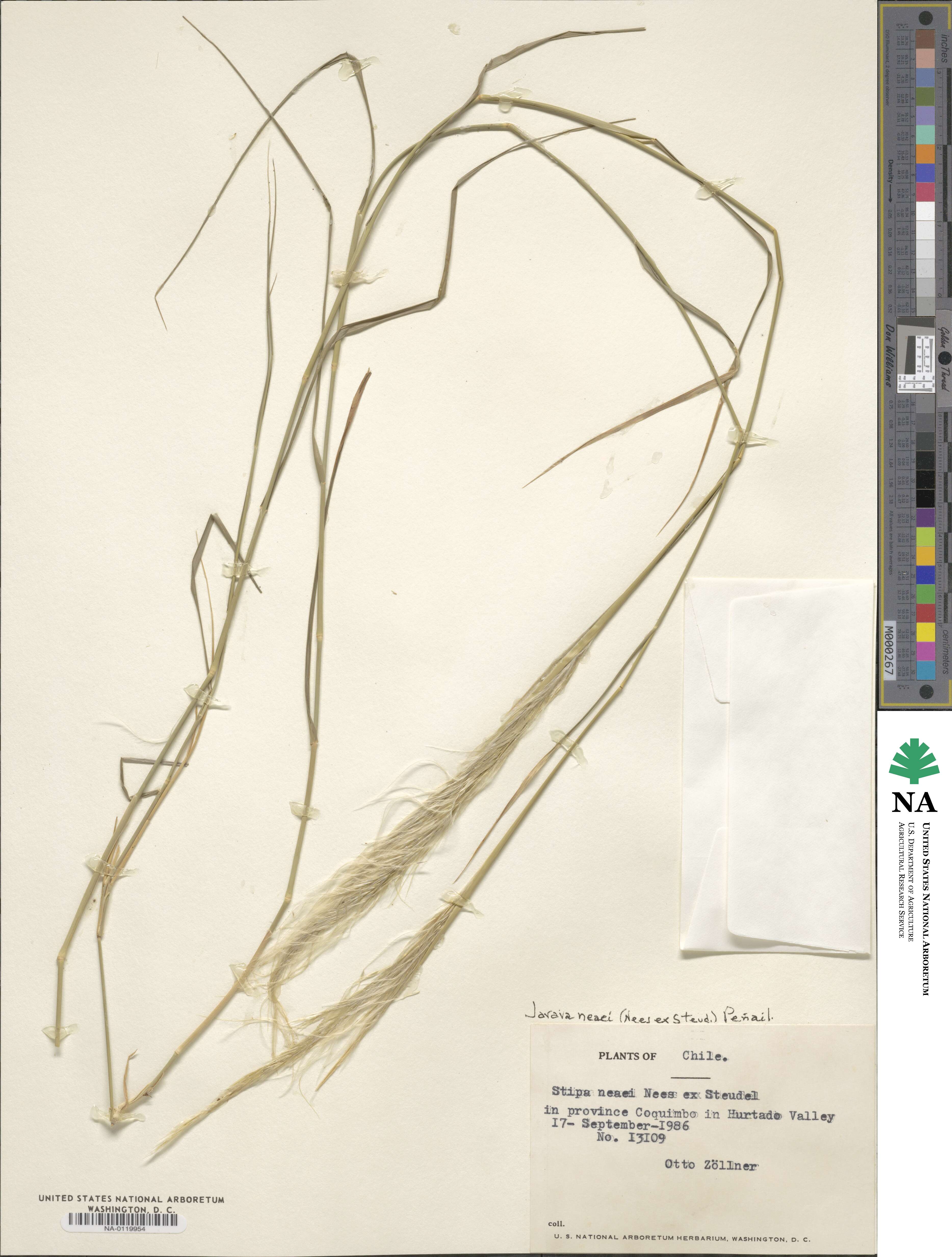 Stipa neaei image