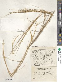 Stipa neaei image