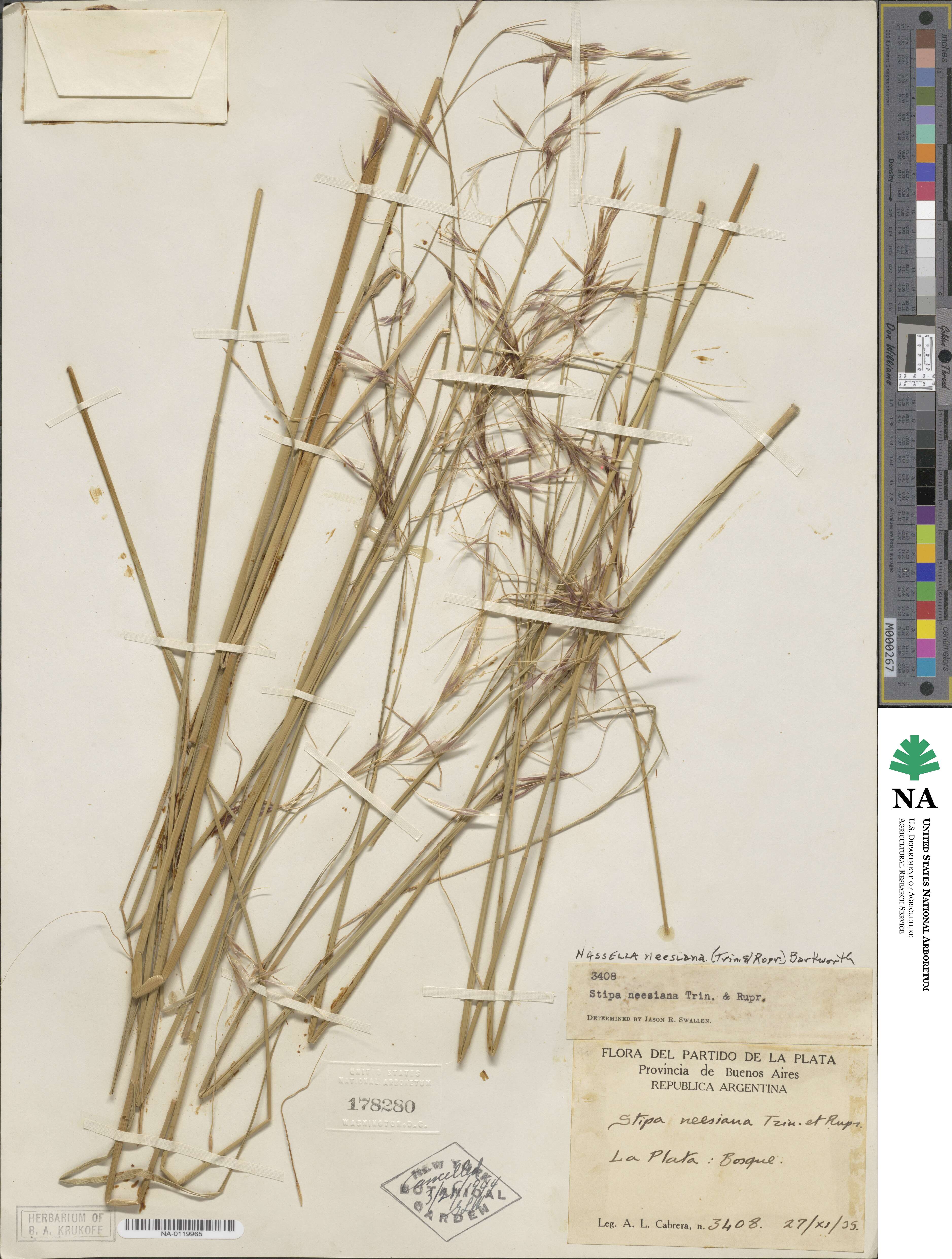 Nassella neesiana image