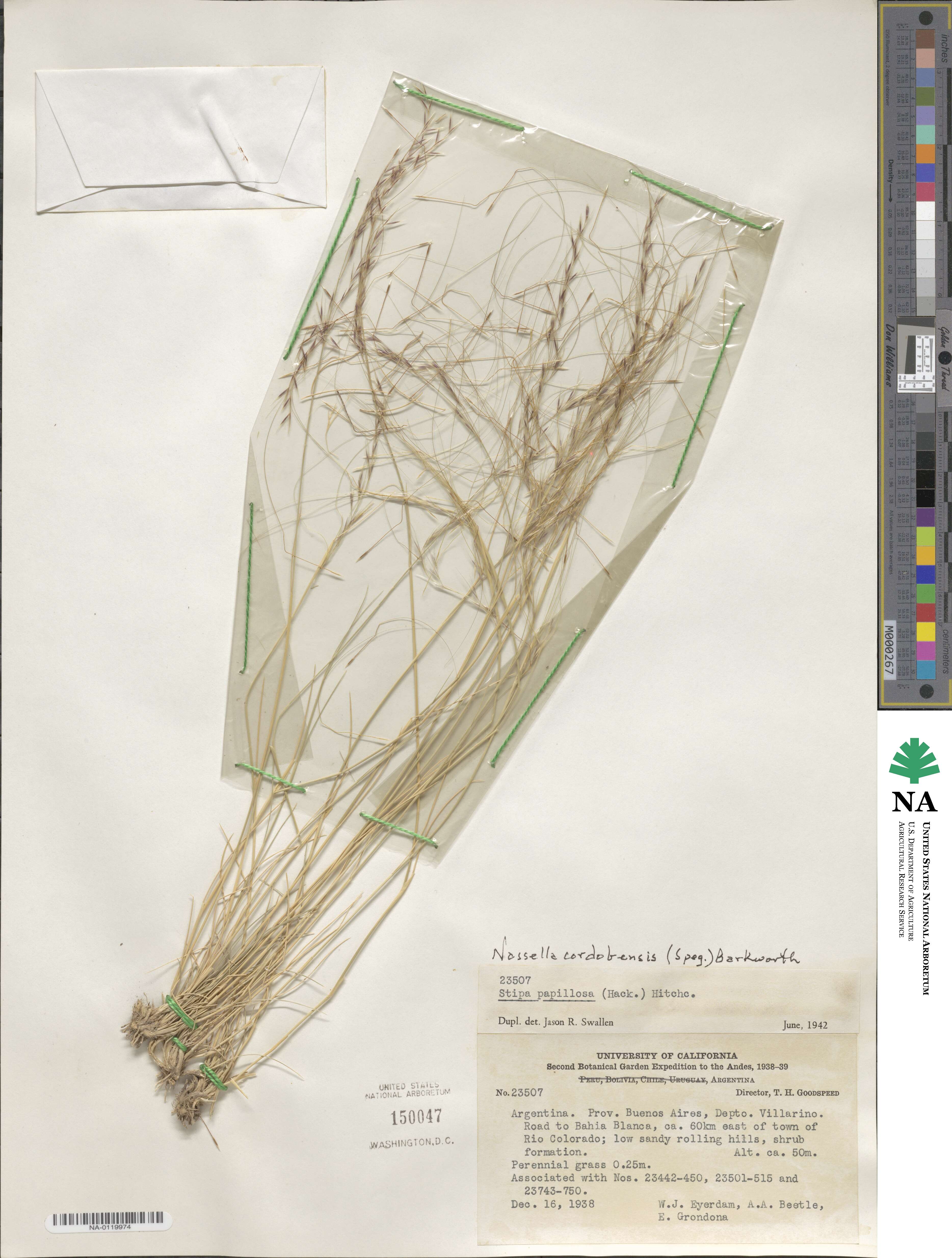 Nassella cordobensis image