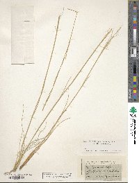 Stipa barbata image