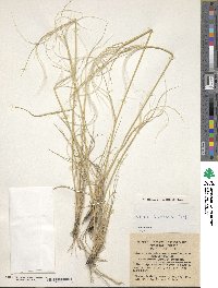 Stipa barbata image