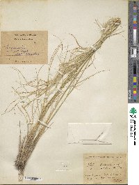 Image of Stipa szovitsiana