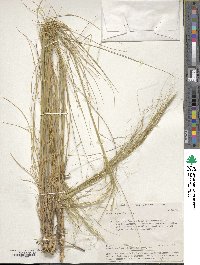 Stipa capillata image