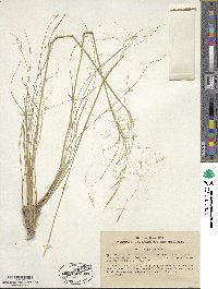 Stipa capillata image