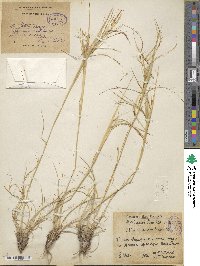 Stipa caucasica image