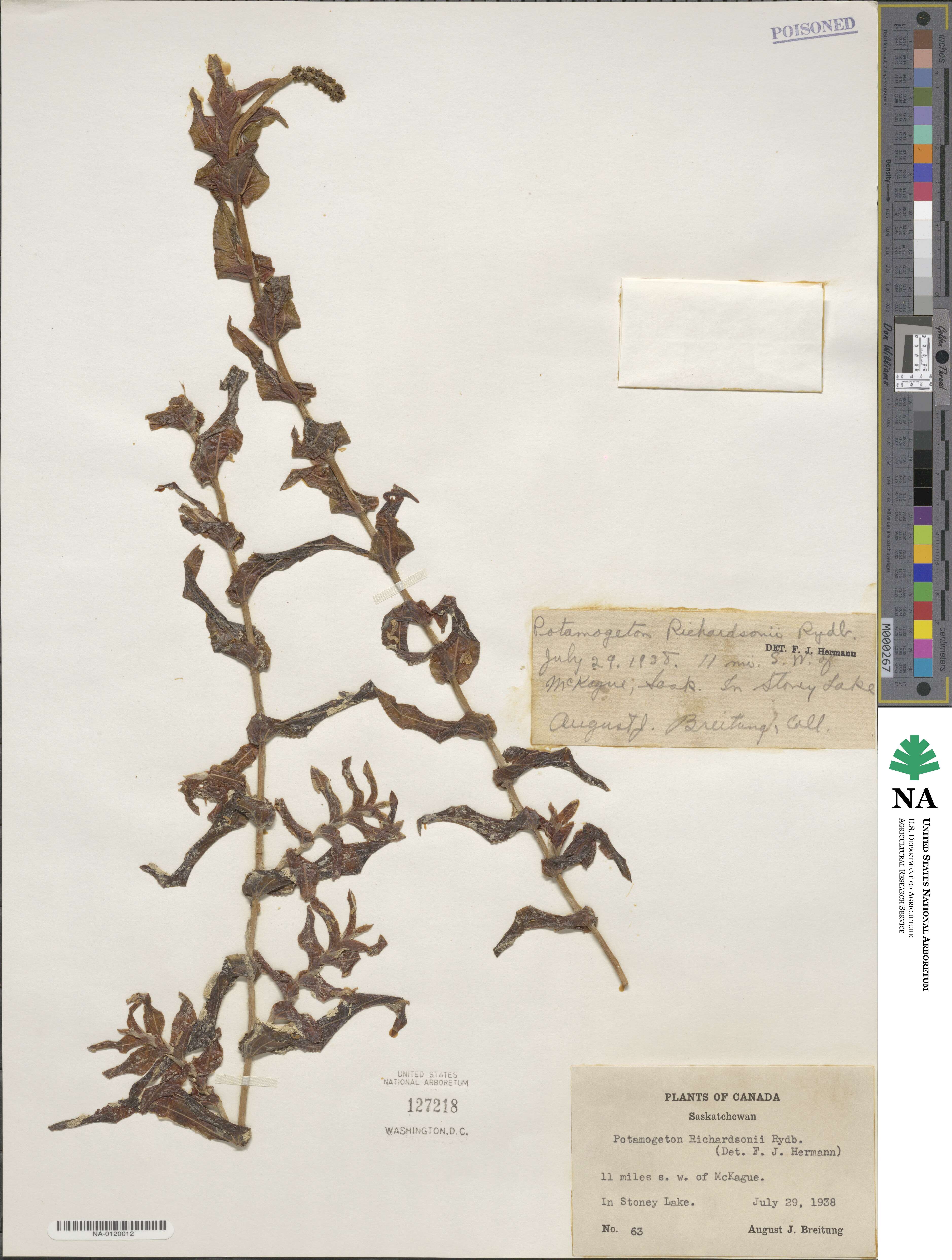 Potamogeton richardsonii image
