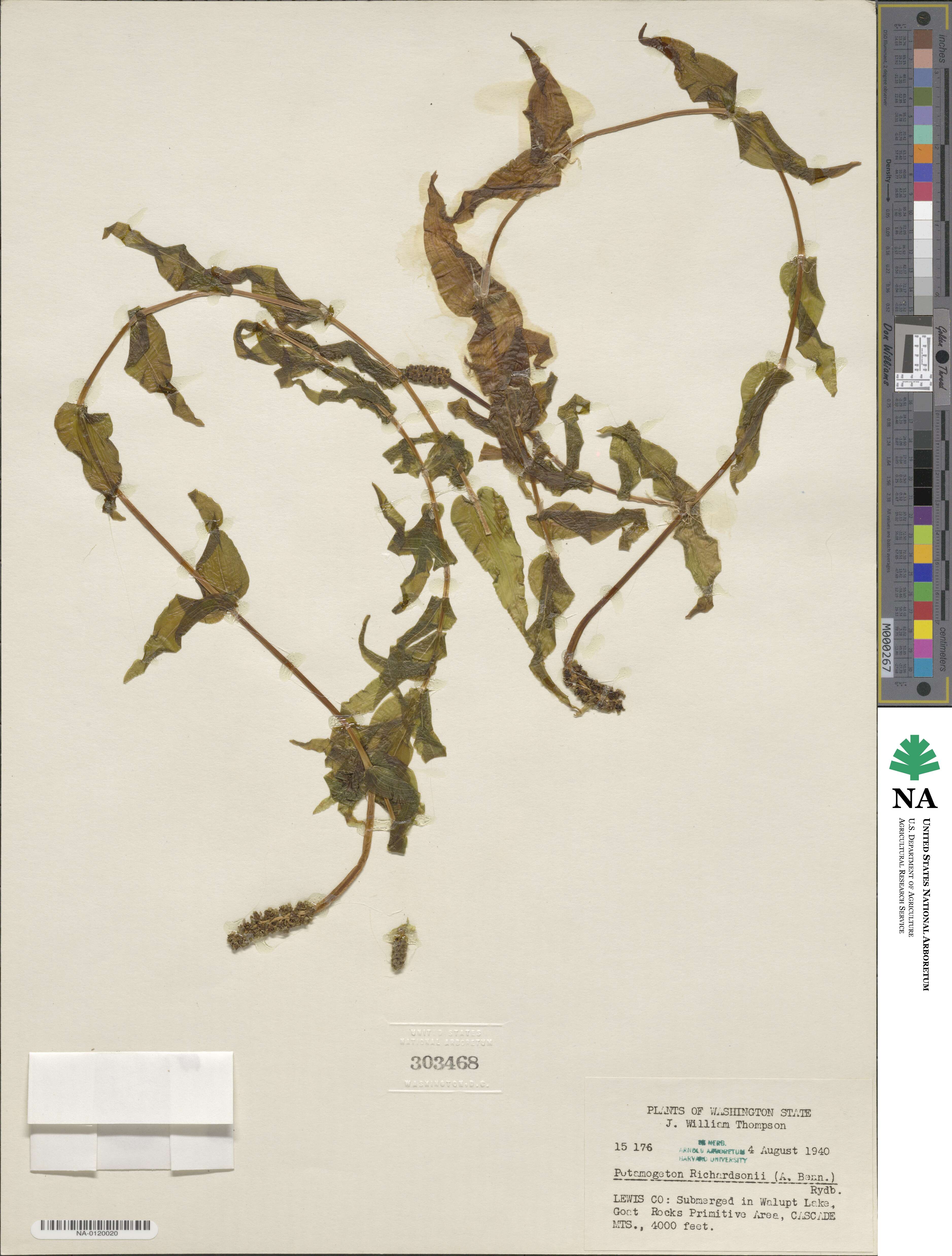 Potamogeton richardsonii image