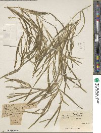 Potamogeton zosteriformis image