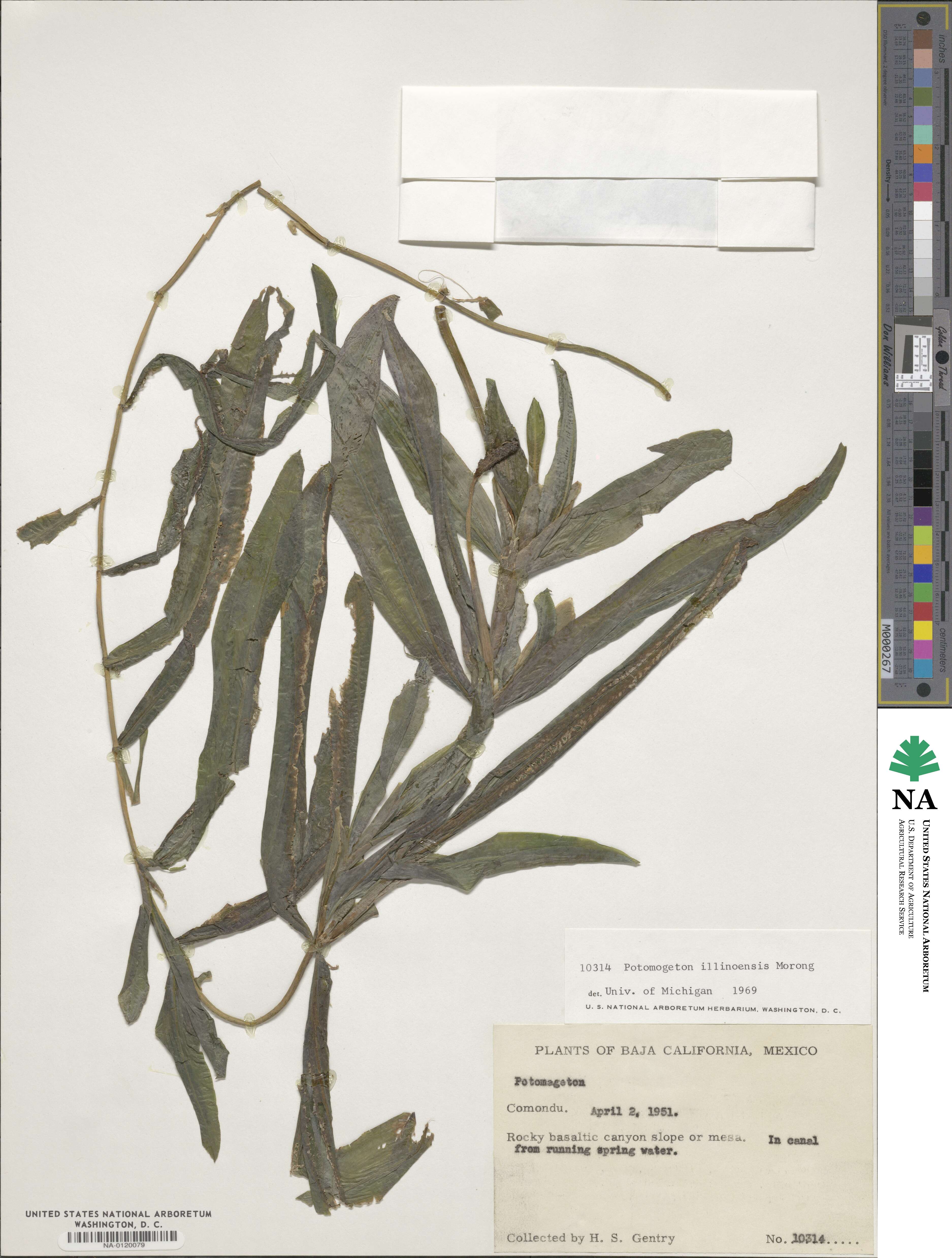 Potamogeton illinoensis image