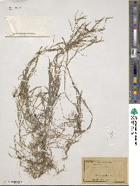 Image of Potamogeton pauciflorus