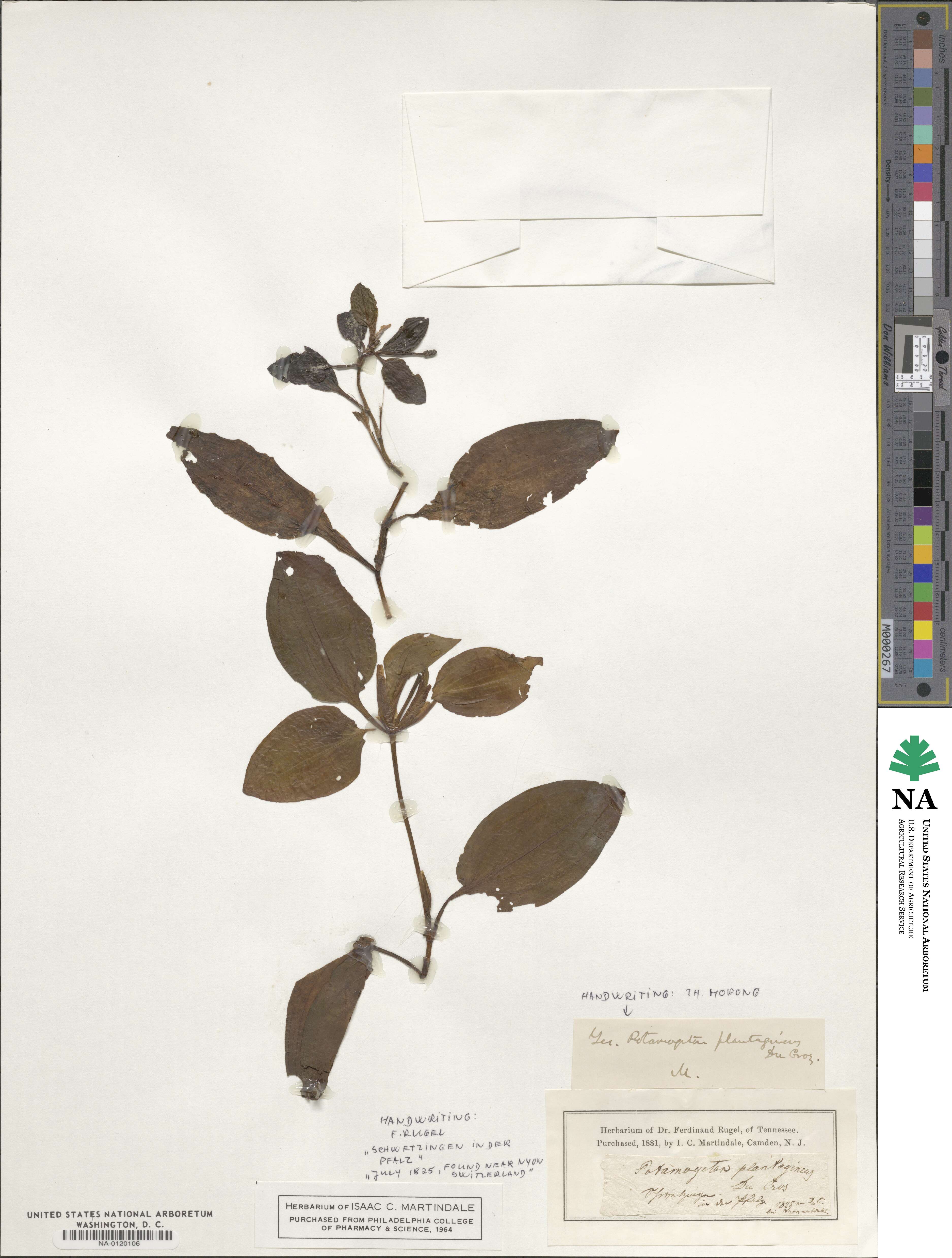 Potamogeton coloratus image