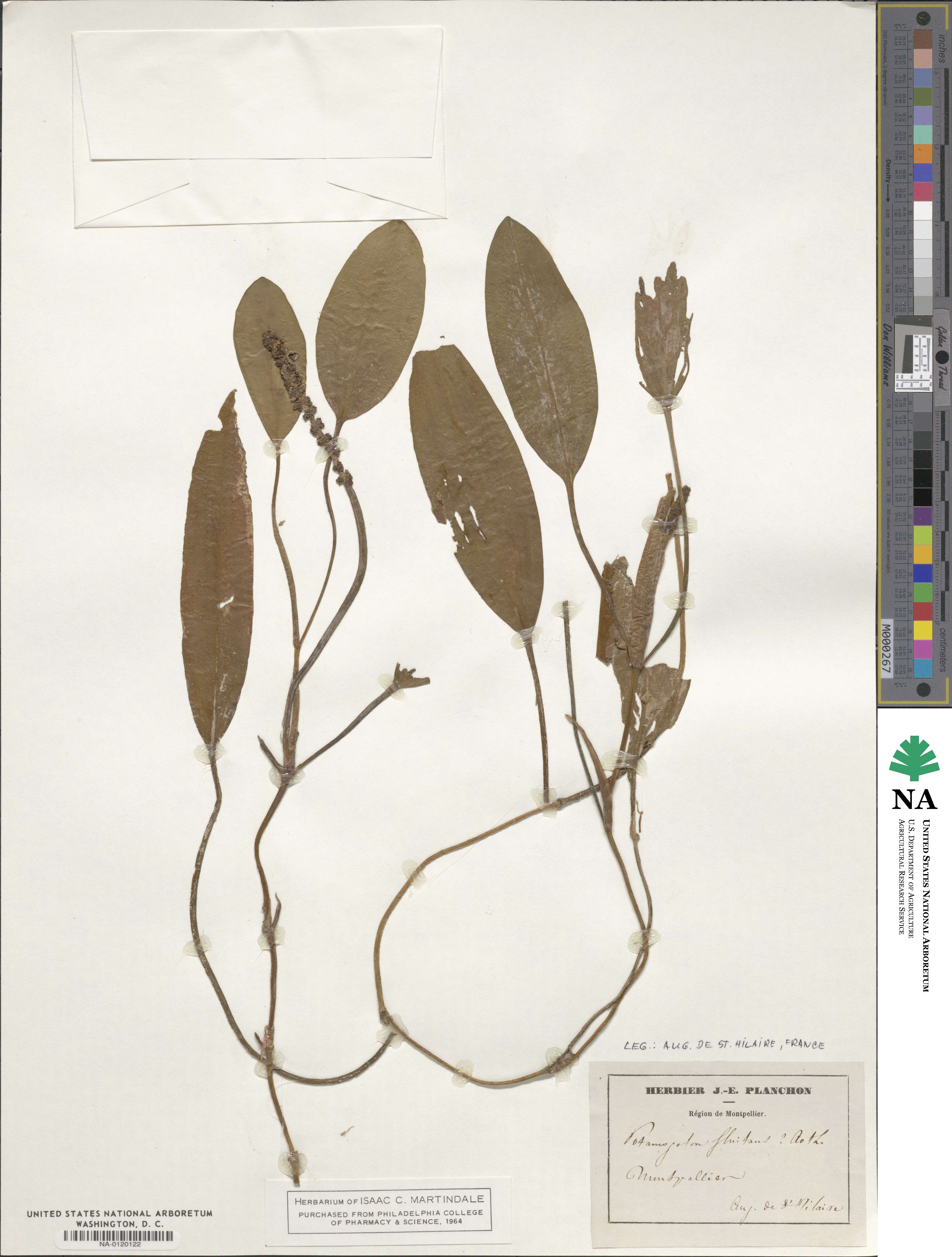 Potamogeton fluitans image
