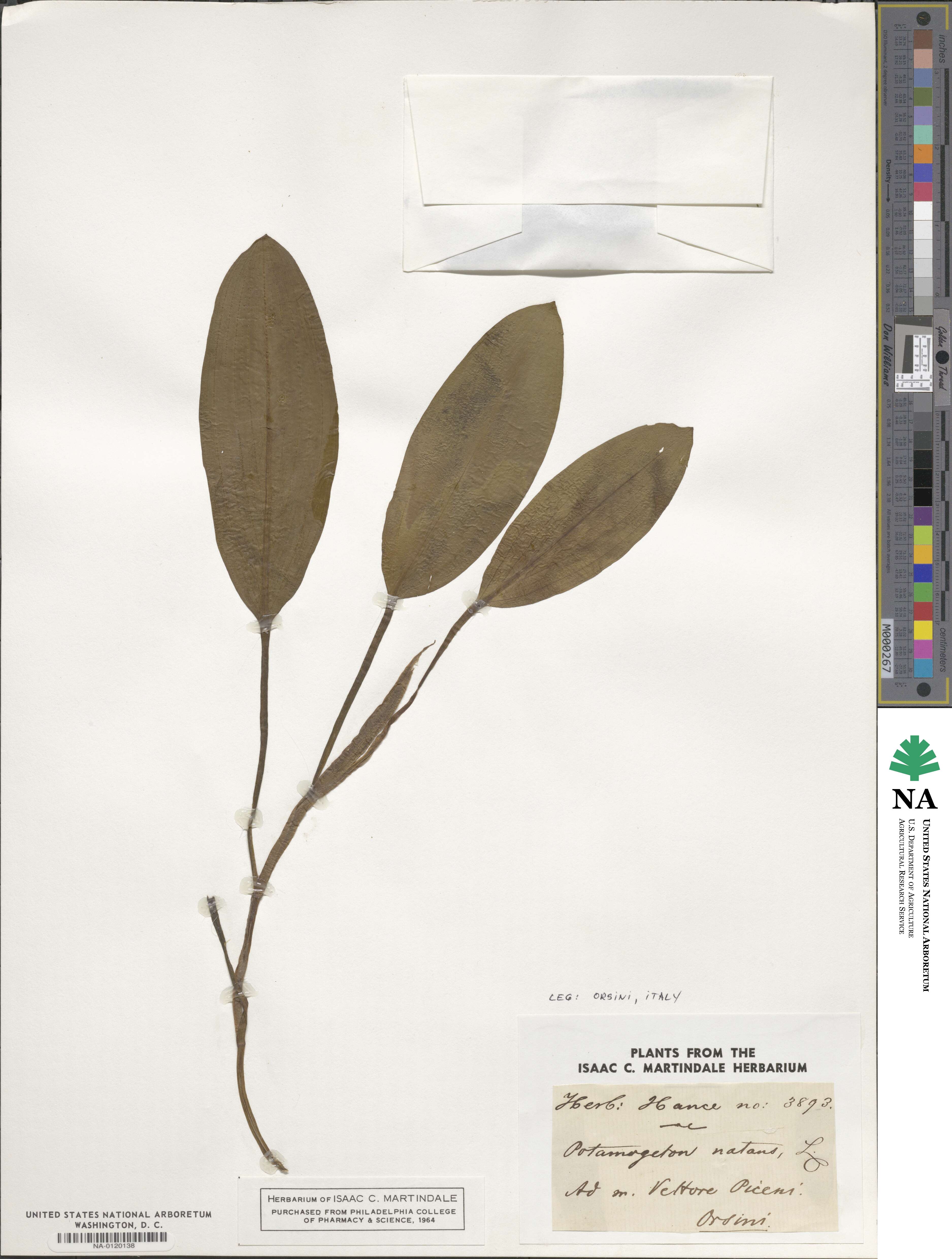 Potamogeton image