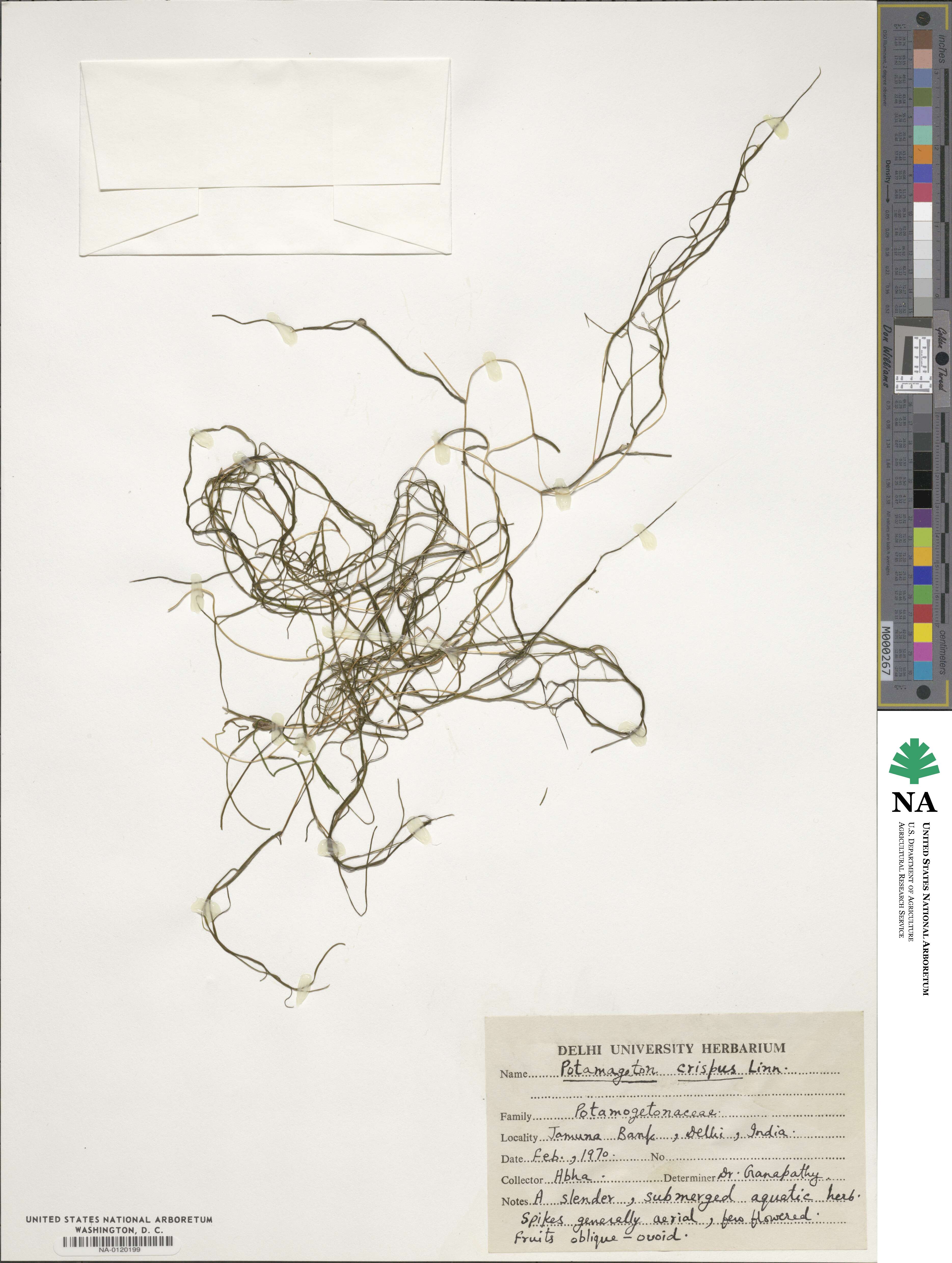Potamogeton crispus image