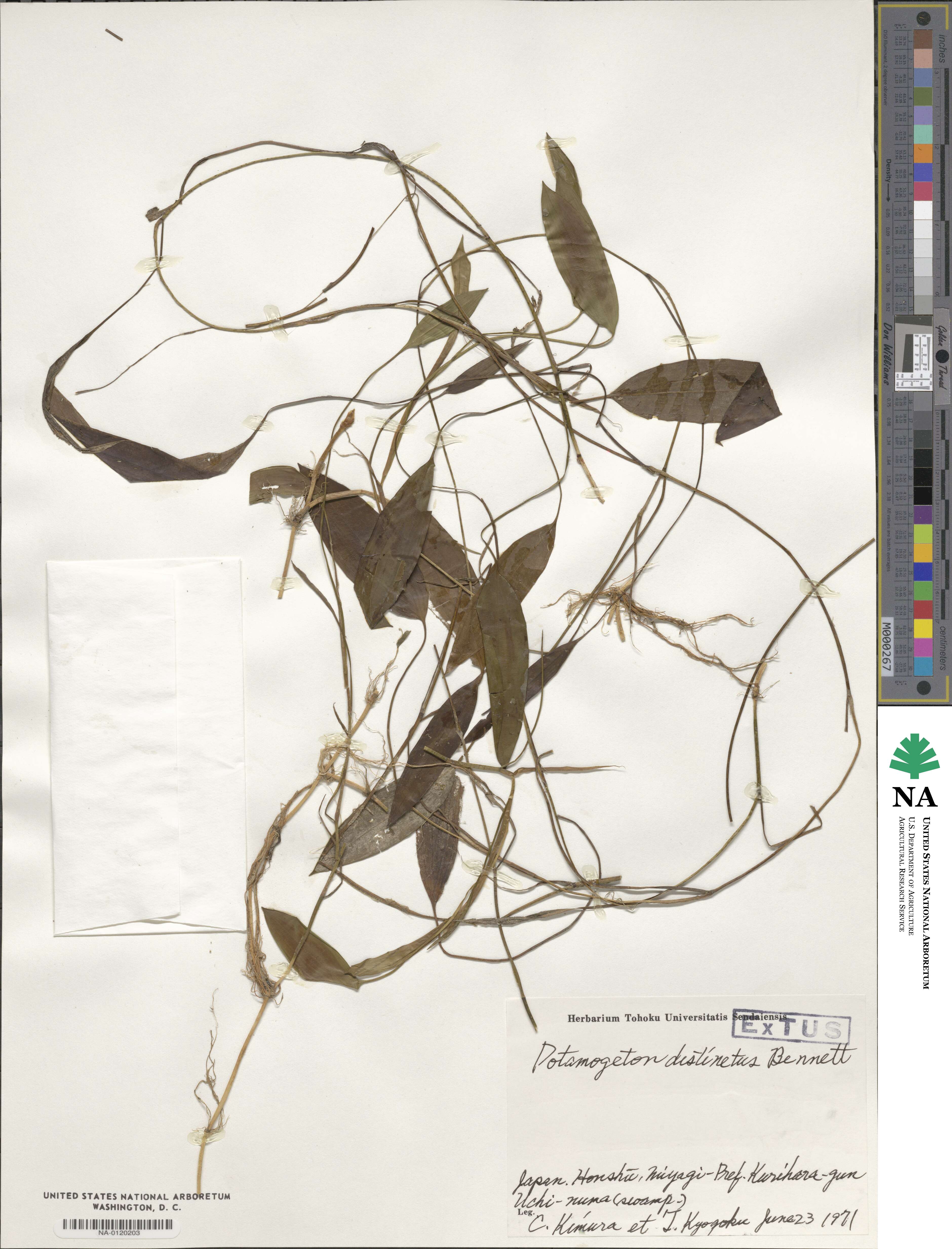 Potamogeton distinctus image