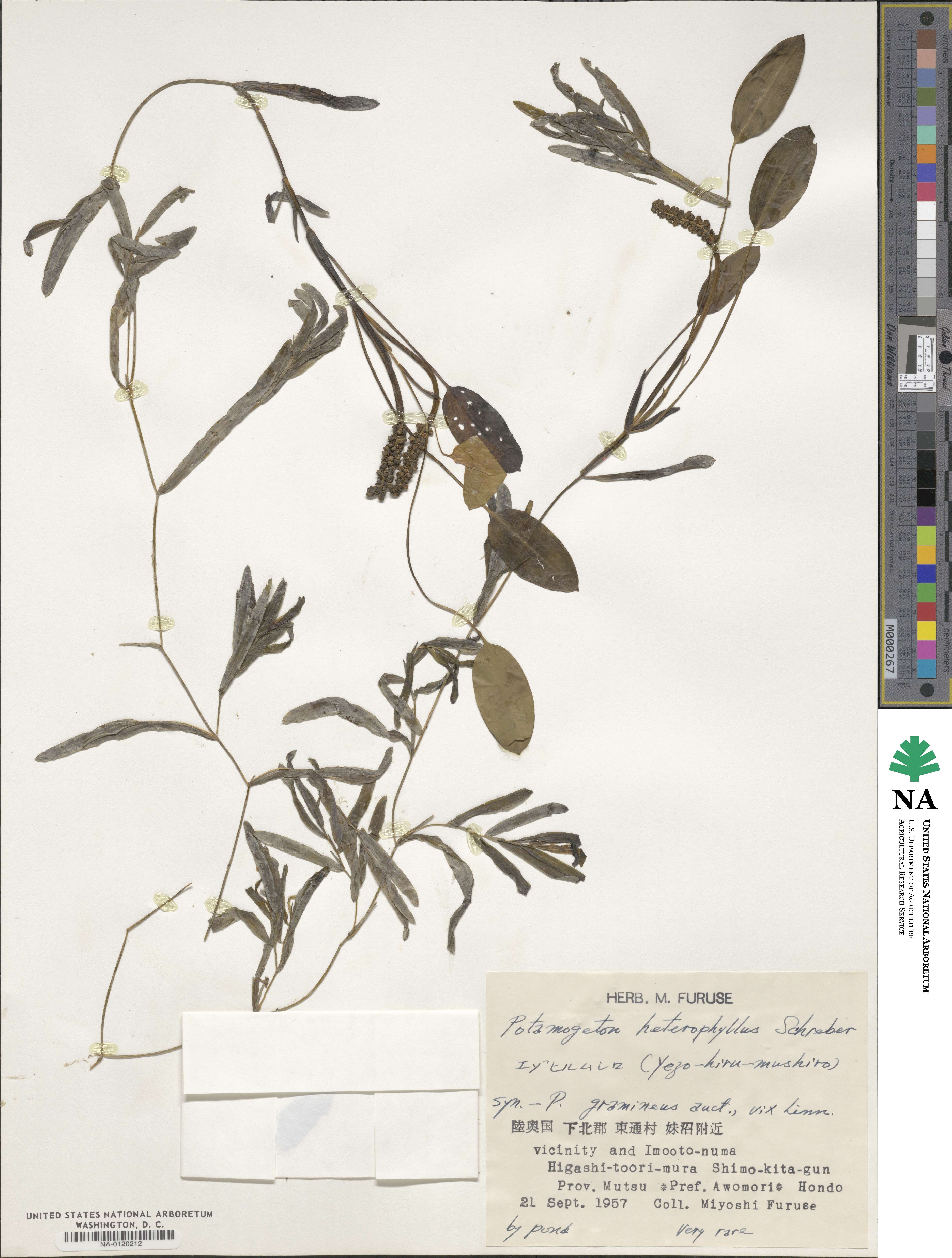 Potamogeton heterophyllus image