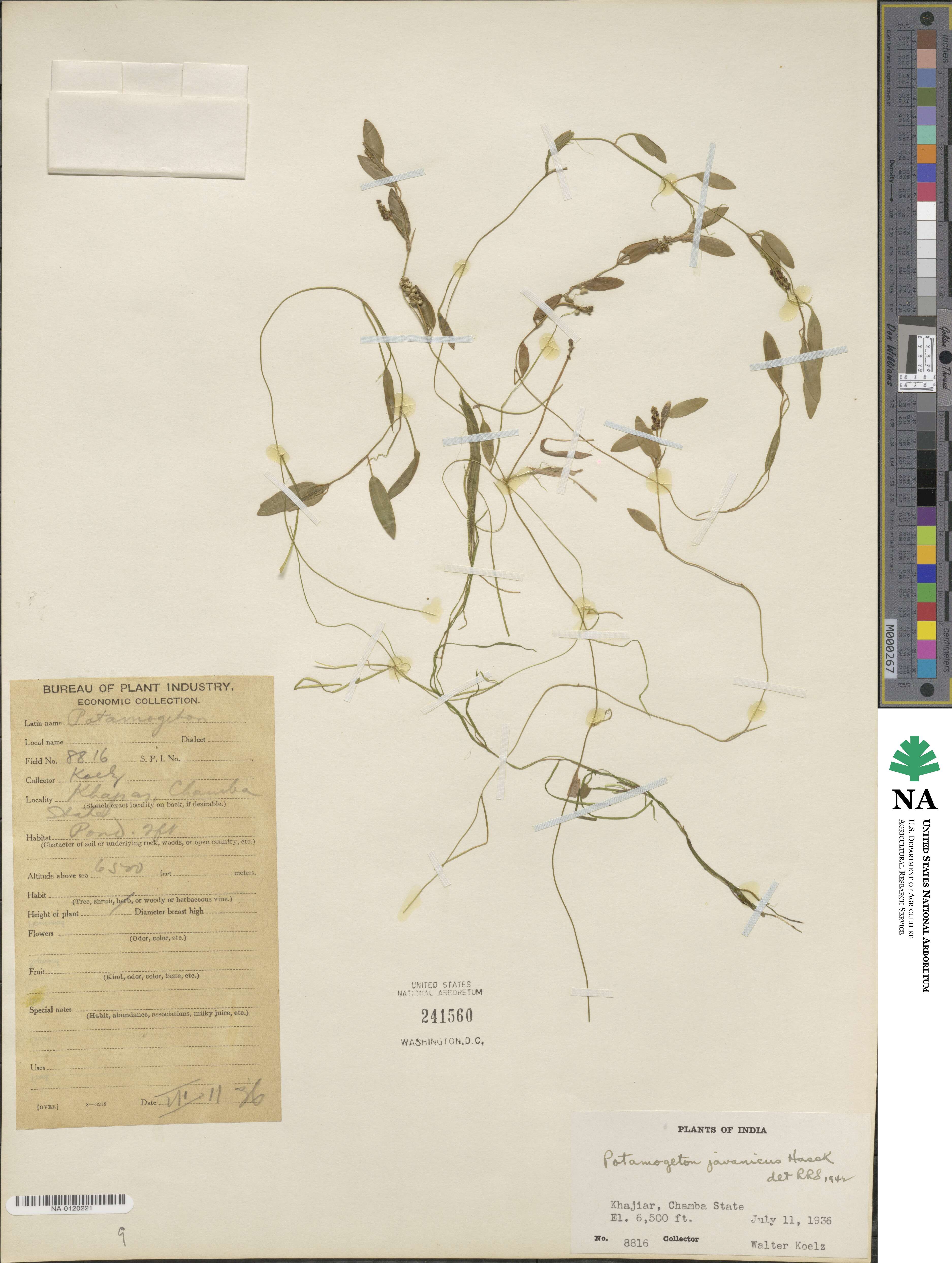 Potamogeton tenuicaulis image